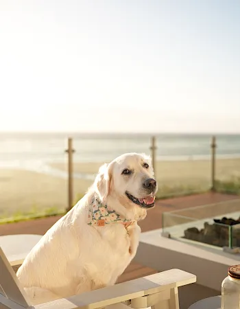 A white dog wearing a floral collar sits on a chair by a seaside deck, with the ocean and clear sky in the background.